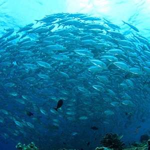 What is sustainable fishing?