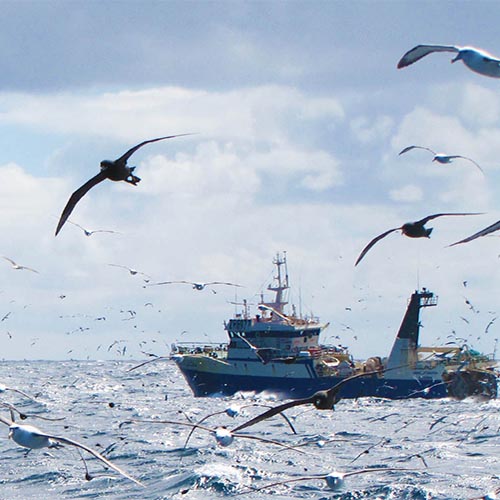 A flock of seagulls flying over the ocean and in front of a fishing vessel (far right)