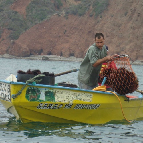 Stan stada jeżowca z północno-zachodniego Meksyku