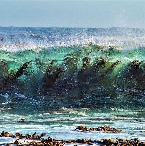 What is the point of seaweed? 