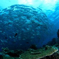 Shoal of fish underwater with coral in foreground.