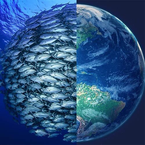 A-Z of sustainable oceans & fisheries