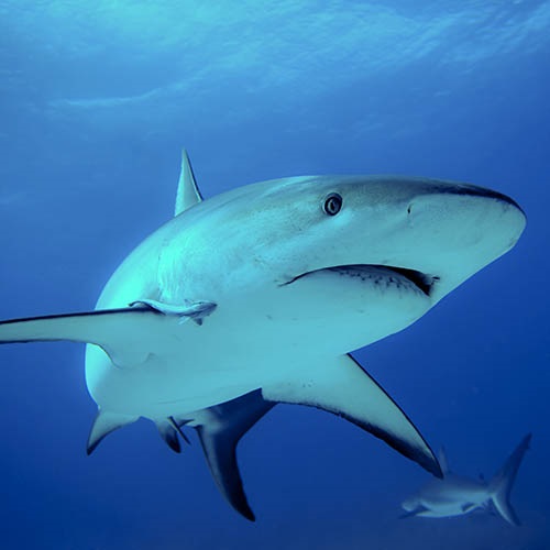 Why Sharks Matter