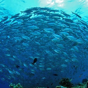 What is sustainable fishing?