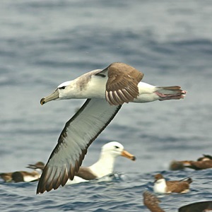 South Africa hake fishery supports bird conservation