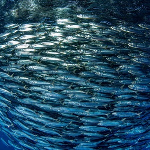 Small Pelagic Fisheries 2021 -tietopaketti