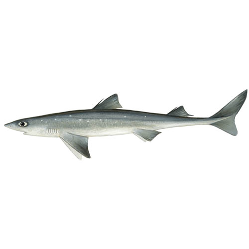 Illustration of Squalus Acanthias (Spiny dogfish)