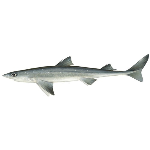 Sharks and sustainable fishing