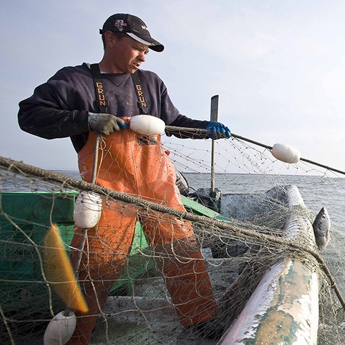 Guía para la certificación de pesquerías