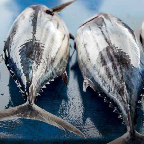 Sustainable tuna updates