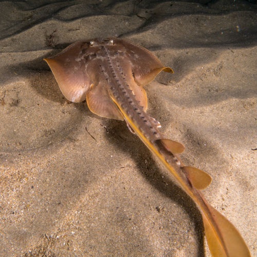 Aplikacje na smartfony do identyfikacji gatunków chronionych