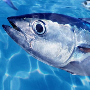 Thunfisch Jahresbuch 2024