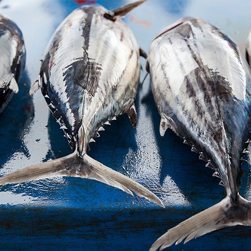 Wie geht es dem Thunfisch?