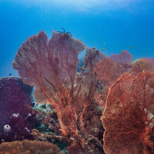 Minimising impact on habitats