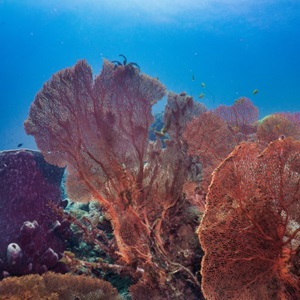Benthic impacts tool
