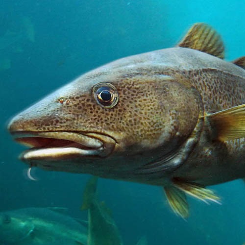 Raport o białych rybach 2024