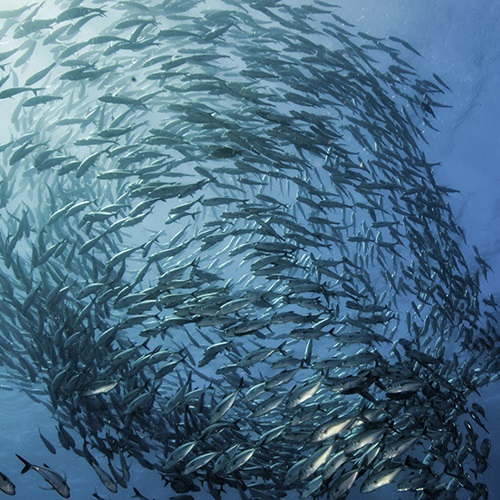 Vad är hållbart fiske?