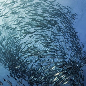¿Qué es la pesca sostenible?