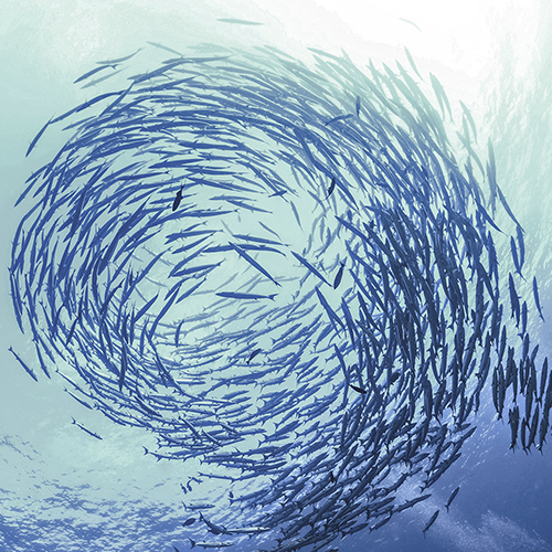 What is sustainable fishing option 3 - header SPOTLIGHT