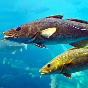 Informe Anual de Pescado Blanco (Inglés)