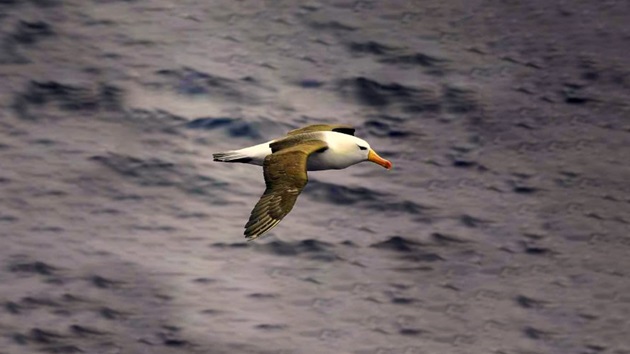 Beating bird bycatch