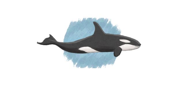 Illustration of an orca