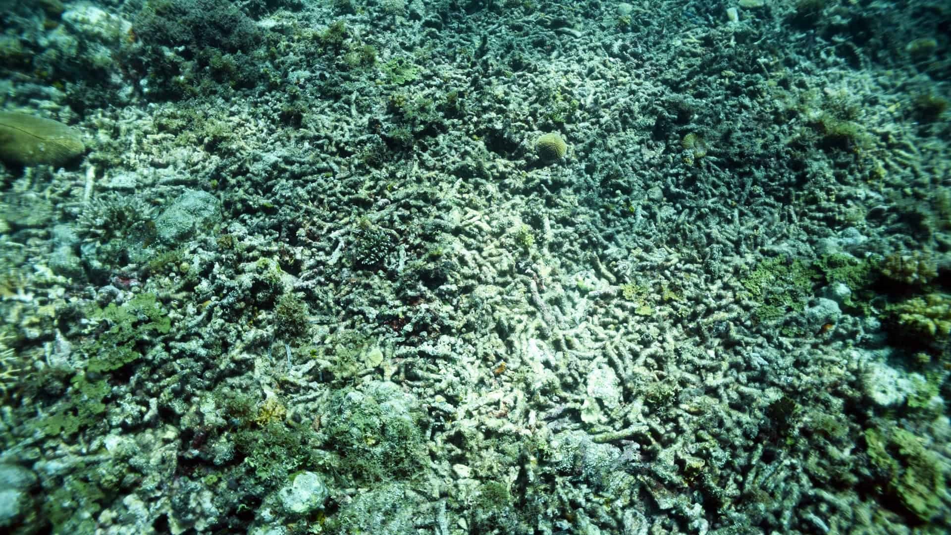 Destructive fishing
