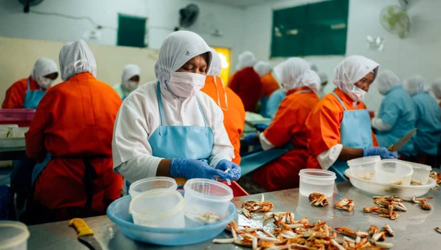 Women in aprons, gloves and overalls sitting, processing crabs at tables