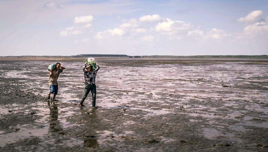 Two people carrying sacks of clams over muddy ground
