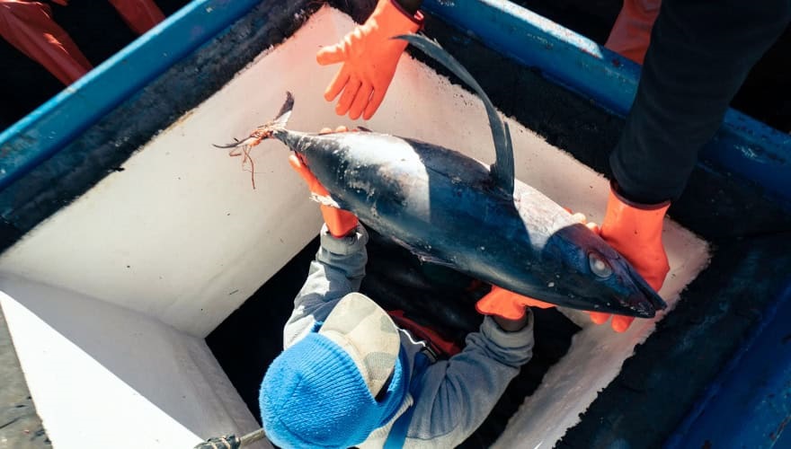 Albacore Tuna Pole and Line - 5