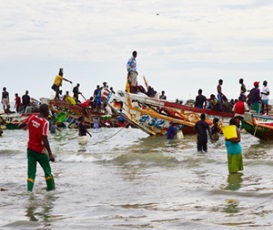 Fishery Improvement Projects (FIPs)