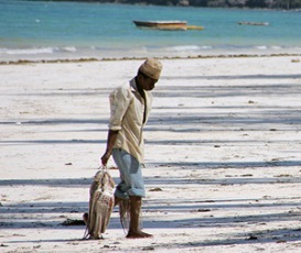 Southwest Indian Ocean Octopus Project (SWIOCeph)