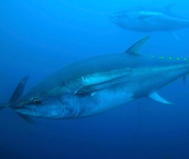Yellowfin Tuna Longline