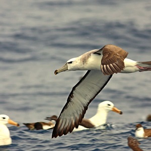 Supporting bird conservation