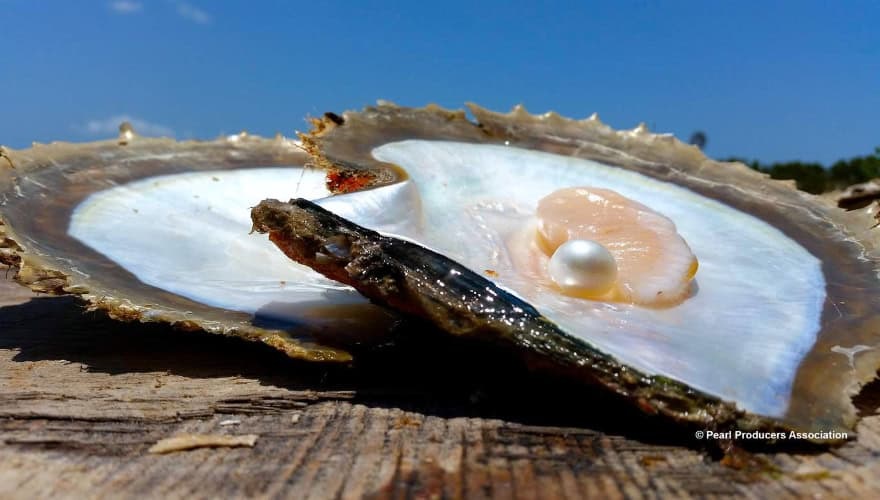 The World's First Certified Sustainable Pearl Fishery