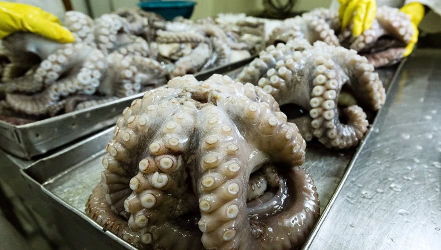 SWIOCEPH Symposium - 8