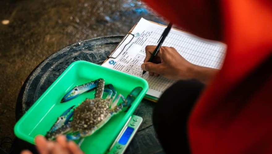 Crab on plastic scales, woman recording weight on clipboard