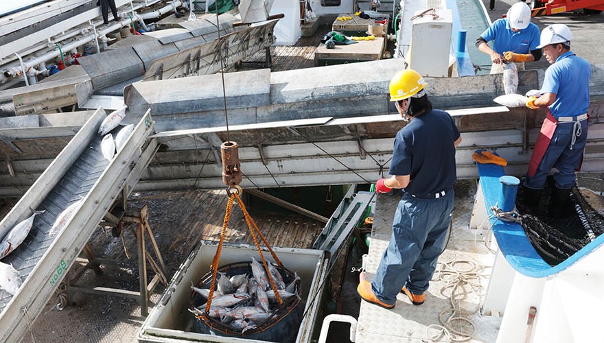 Tuna fishing after the tsunami