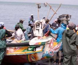 Thons Du Sénégal
