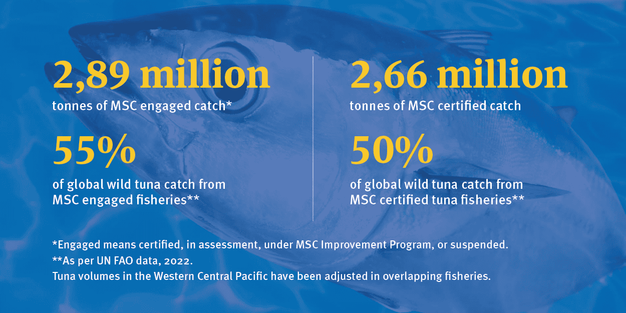 MSC tuna figures as of November 2024