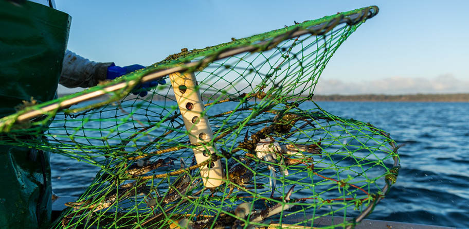 Fisher's hands holding hourglass shaped crab trap