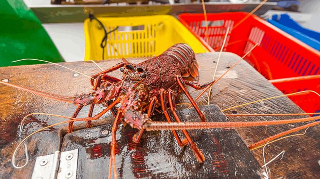 Western Australia rock lobster