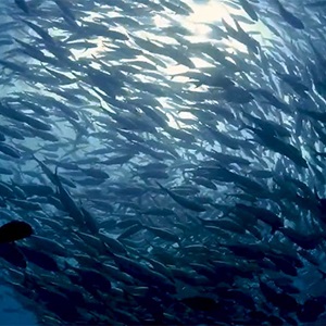 Why sustainable fishing is important