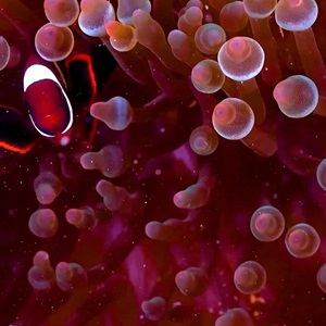 Rozwiąż test online o Oceanach