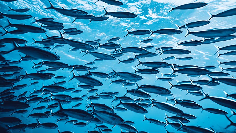 Horizontal shot of tropical fish swimming underwater near ocean surface