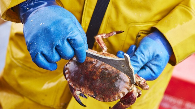 MSC:n kestävän kalastuksen standardin päivitetyn version eteneminen