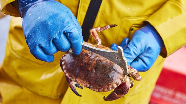 MSC kontynuuje prace nad planem zaktualizowanej wersji Standardu Zrównoważonego Rybołówstwa