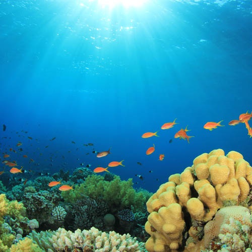 Internationaler Tag  des Meeres 2025