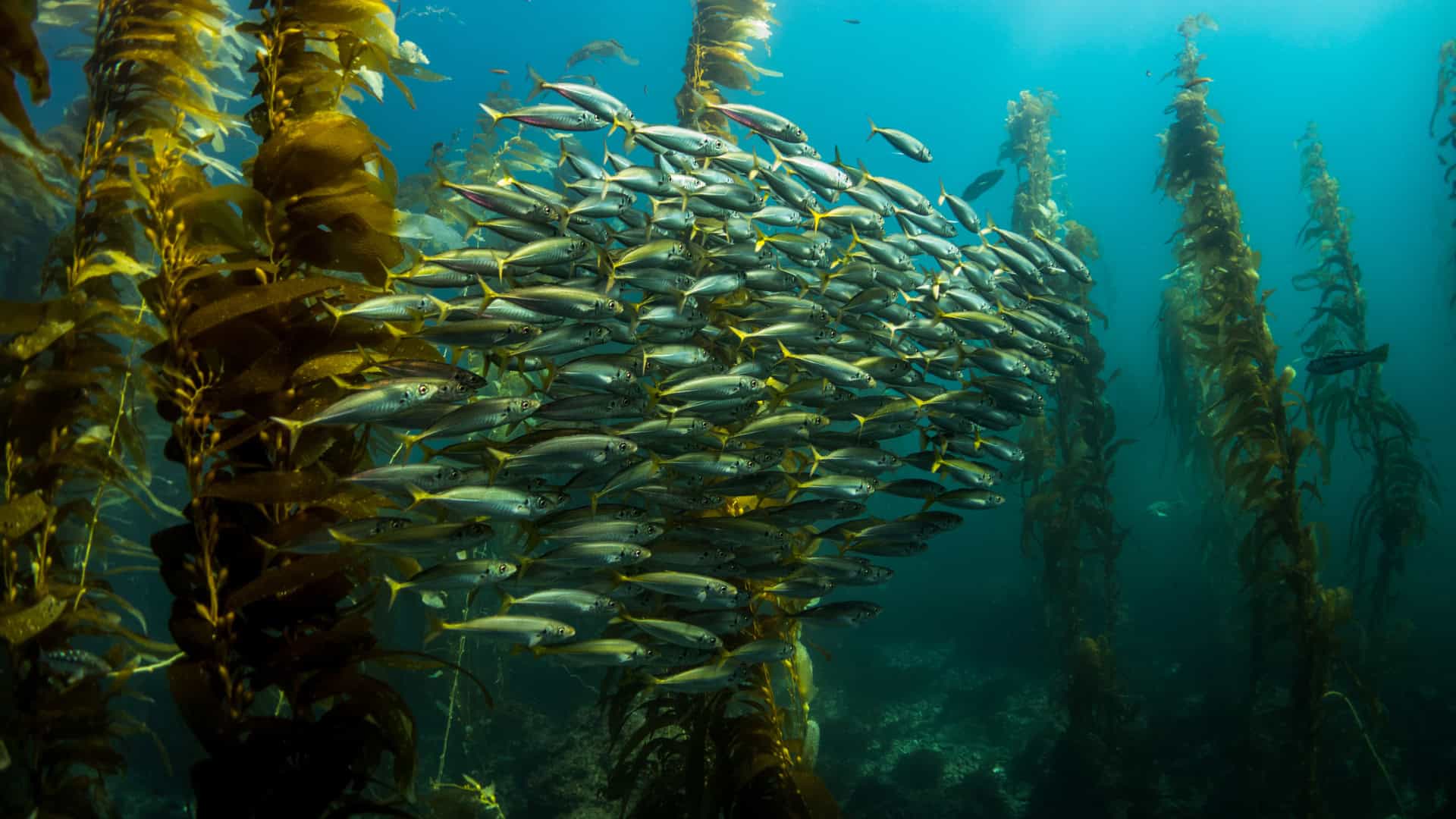 World Ocean Day 2026