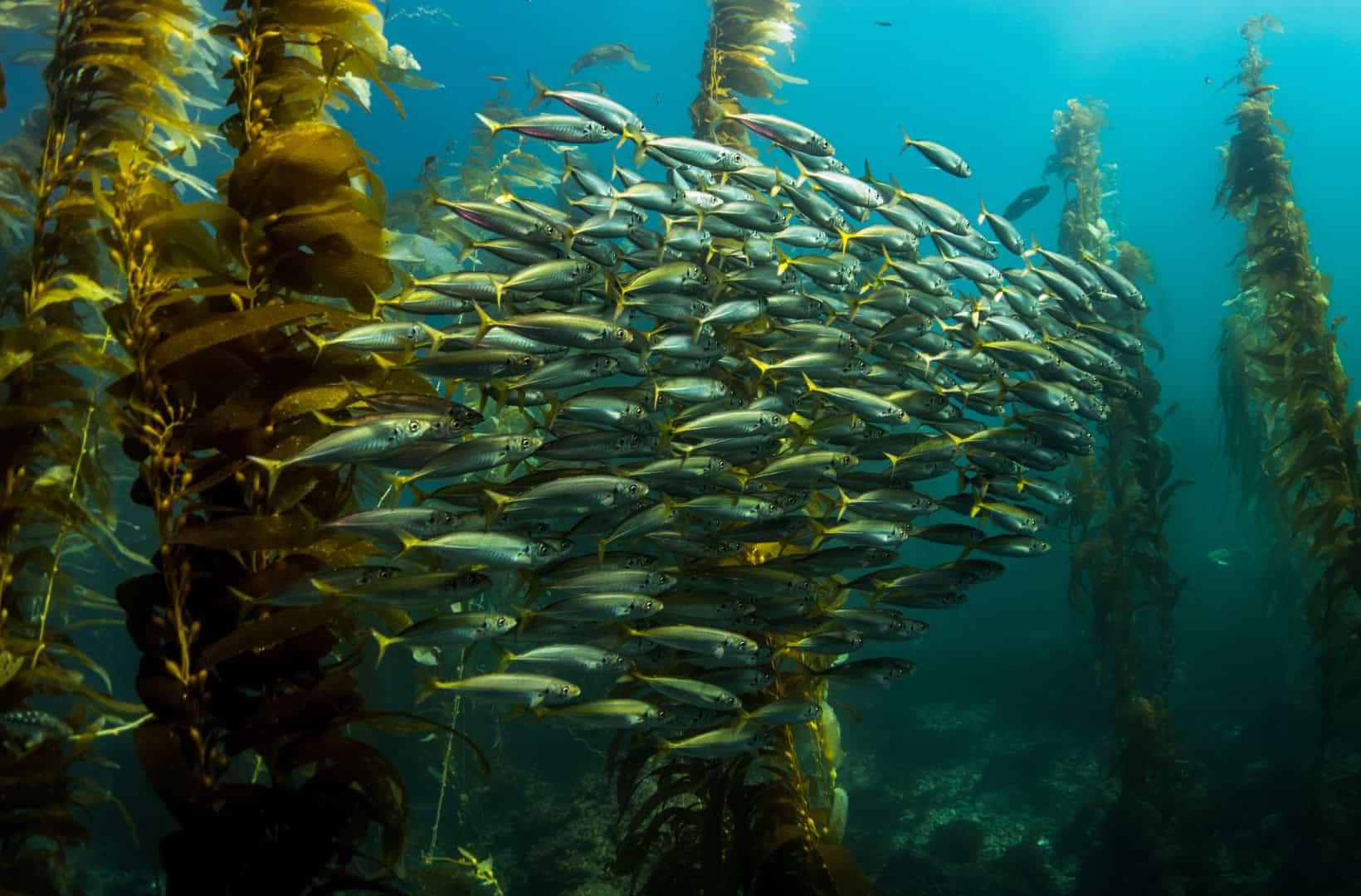 World Ocean Day and EOFY: Two reasons to support healthier oceans this June